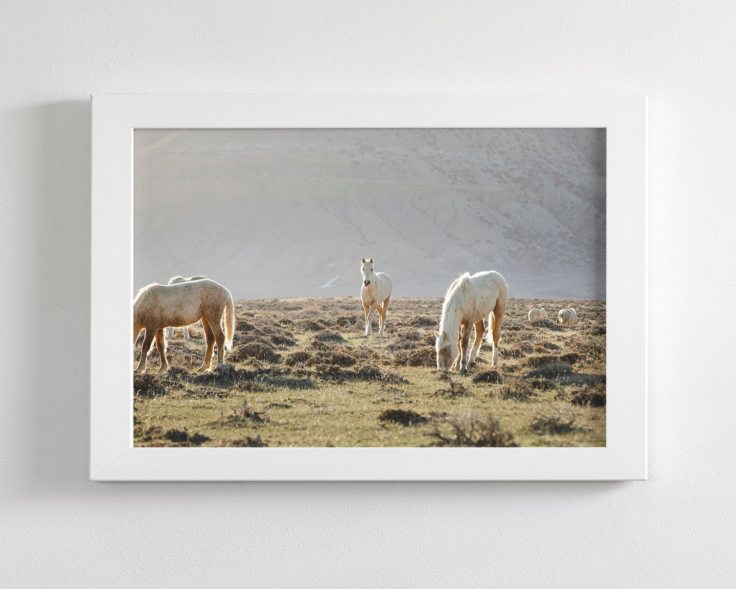 Wild Horses in Fog, Color