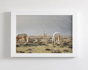 Wild Horses in Fog, Color