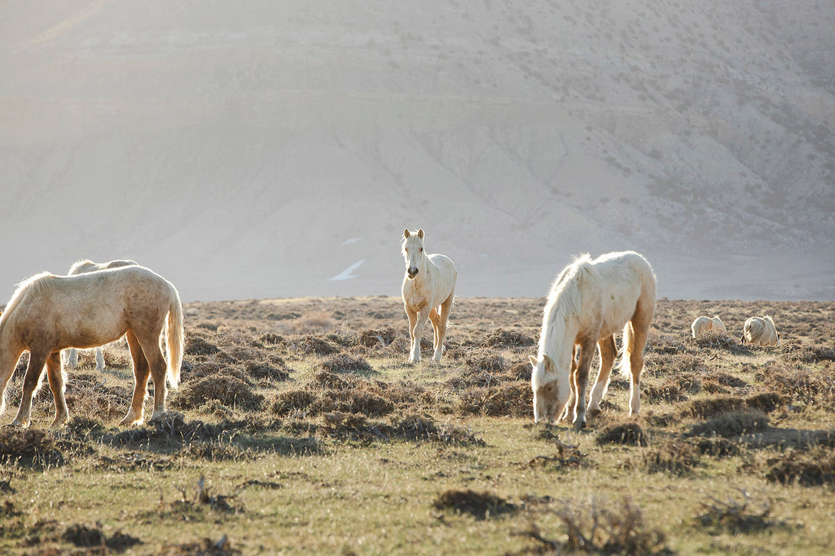 Wild Horses in Fog, Color