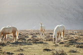 Wild Horses in Fog, Color
