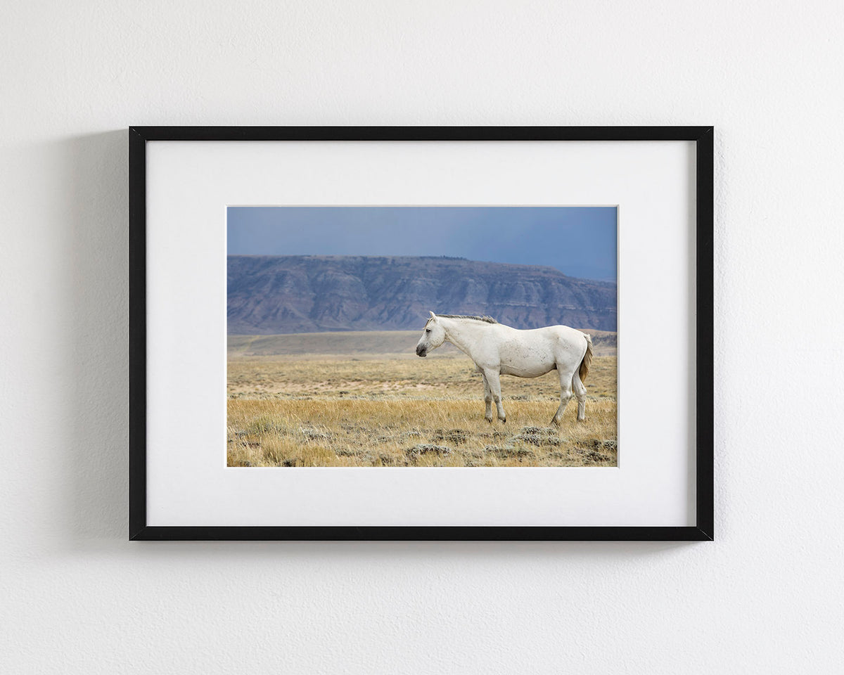 White Stallion Survey
