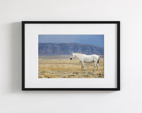 White Stallion Survey