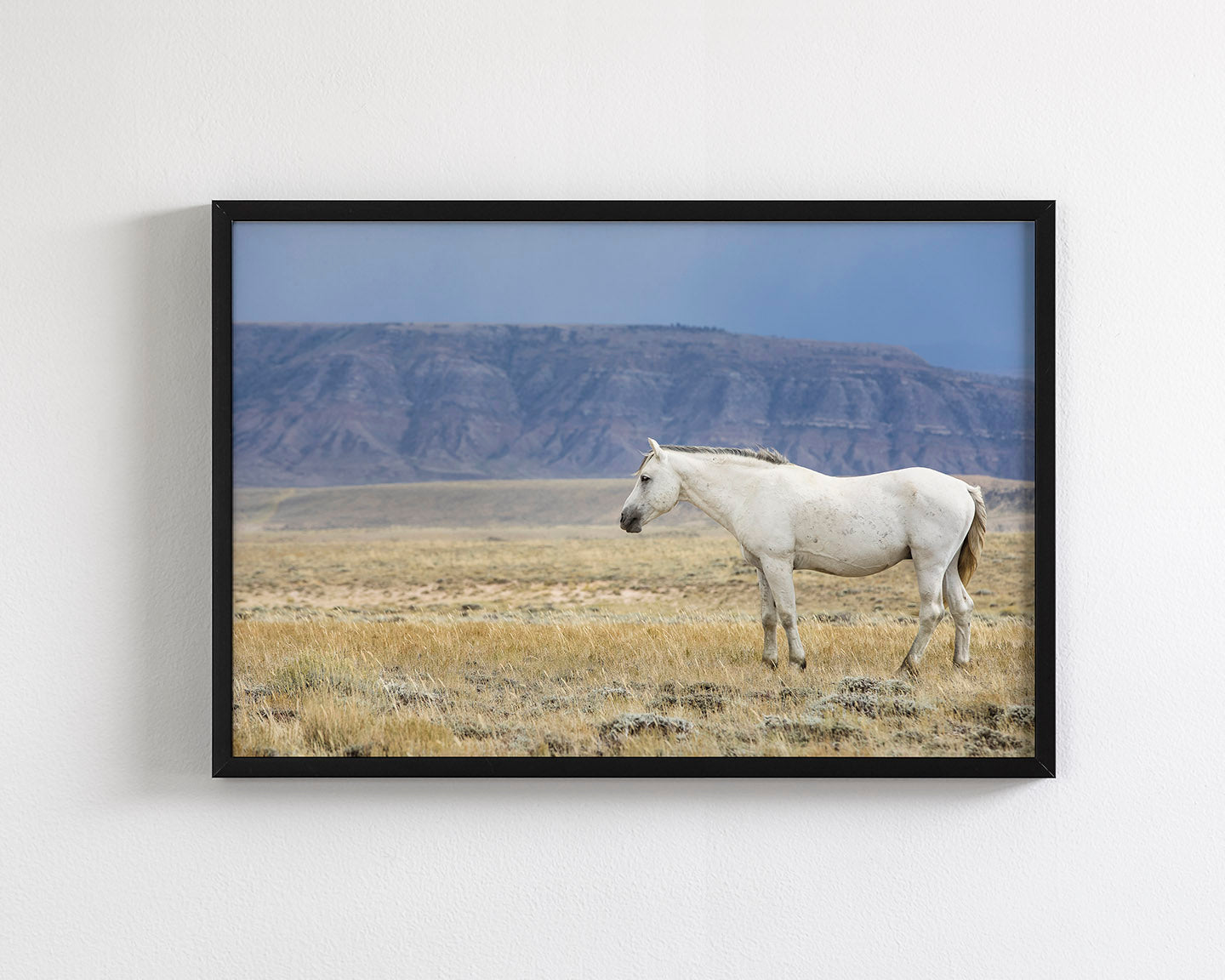 White Stallion Survey
