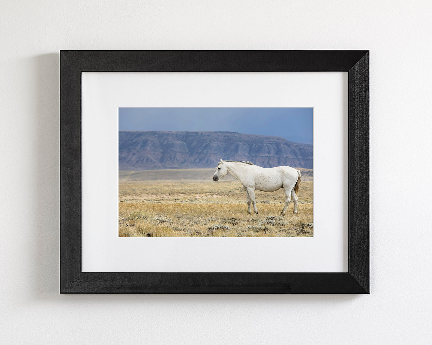 White Stallion Survey