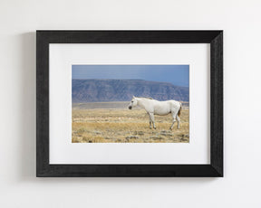 White Stallion Survey