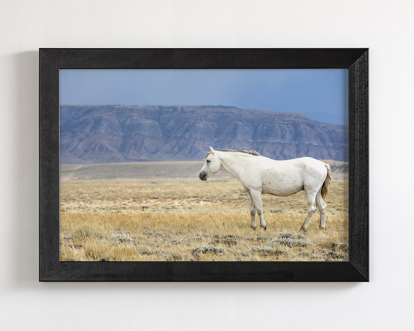White Stallion Survey