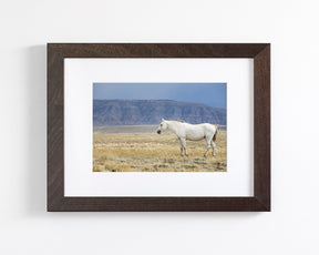 White Stallion Survey