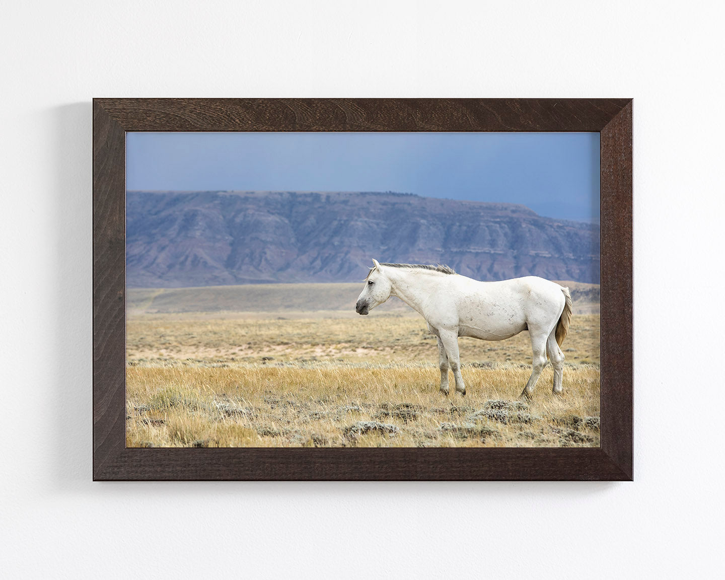 White Stallion Survey