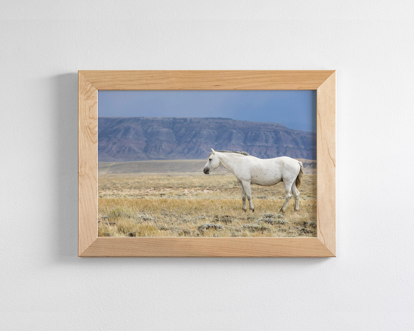 White Stallion Survey