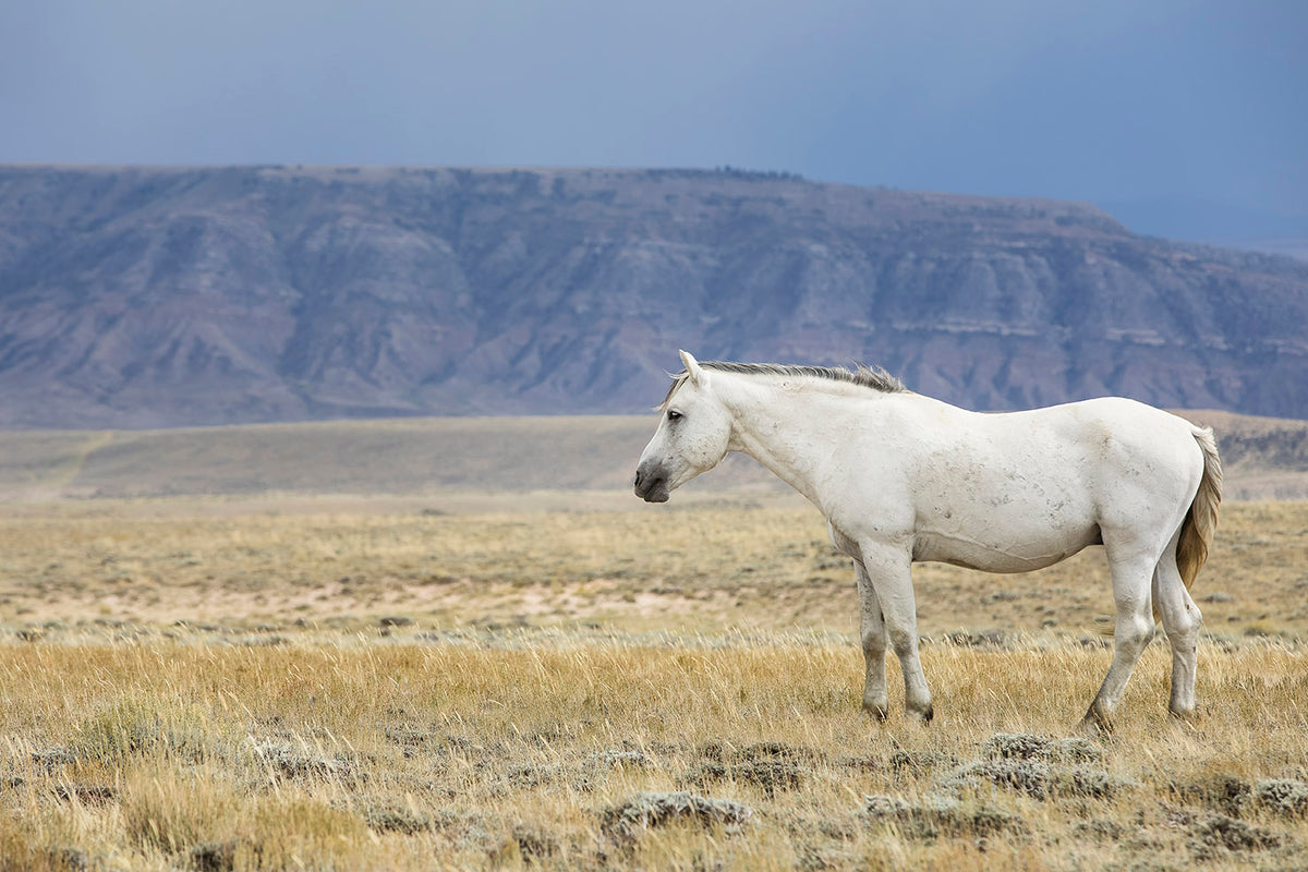 White Stallion Survey