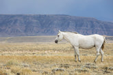 White Stallion Survey