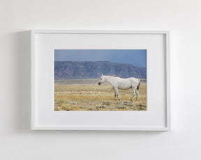 White Stallion Survey