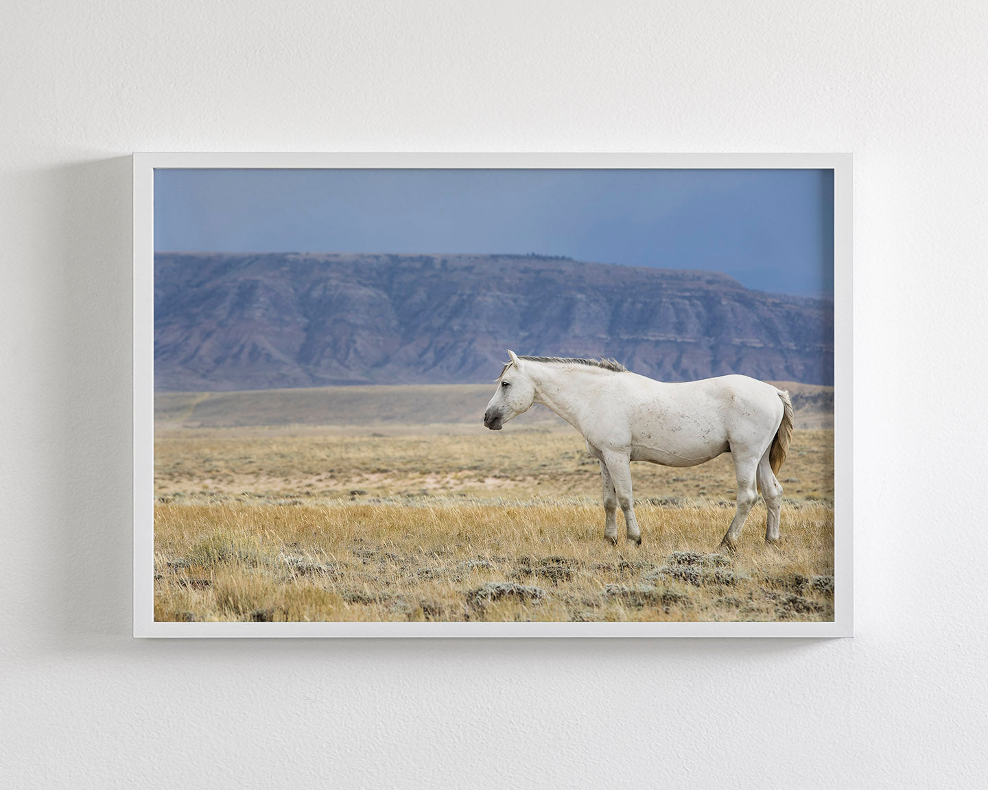 White Stallion Survey