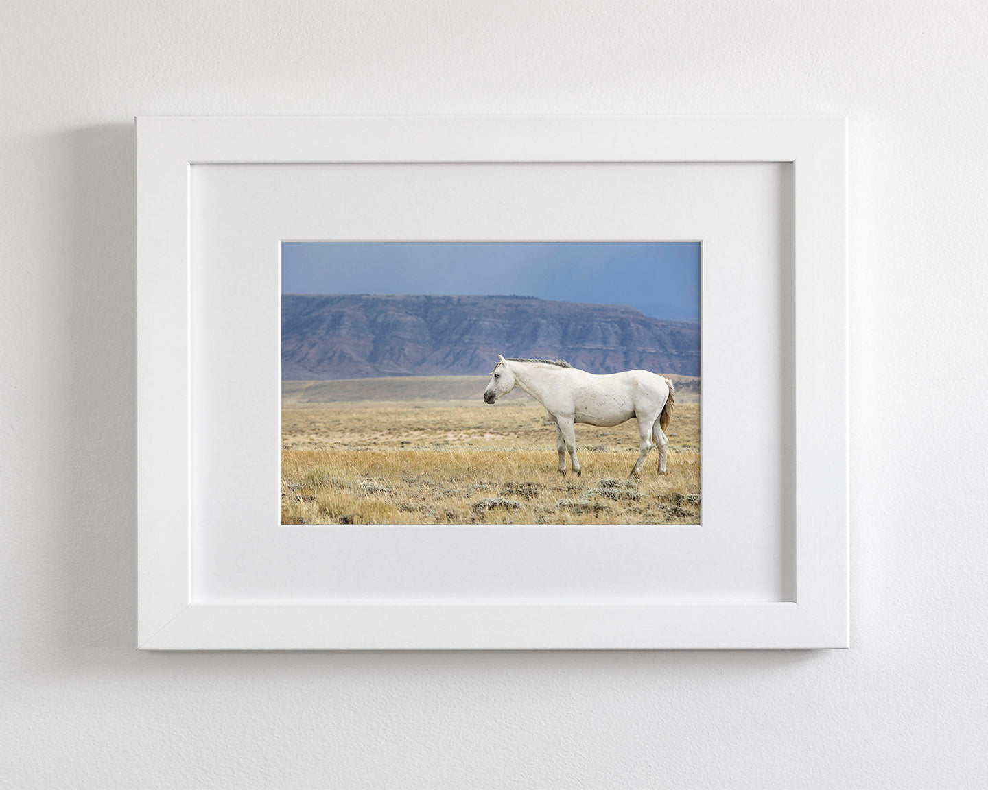 White Stallion Survey