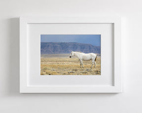 White Stallion Survey