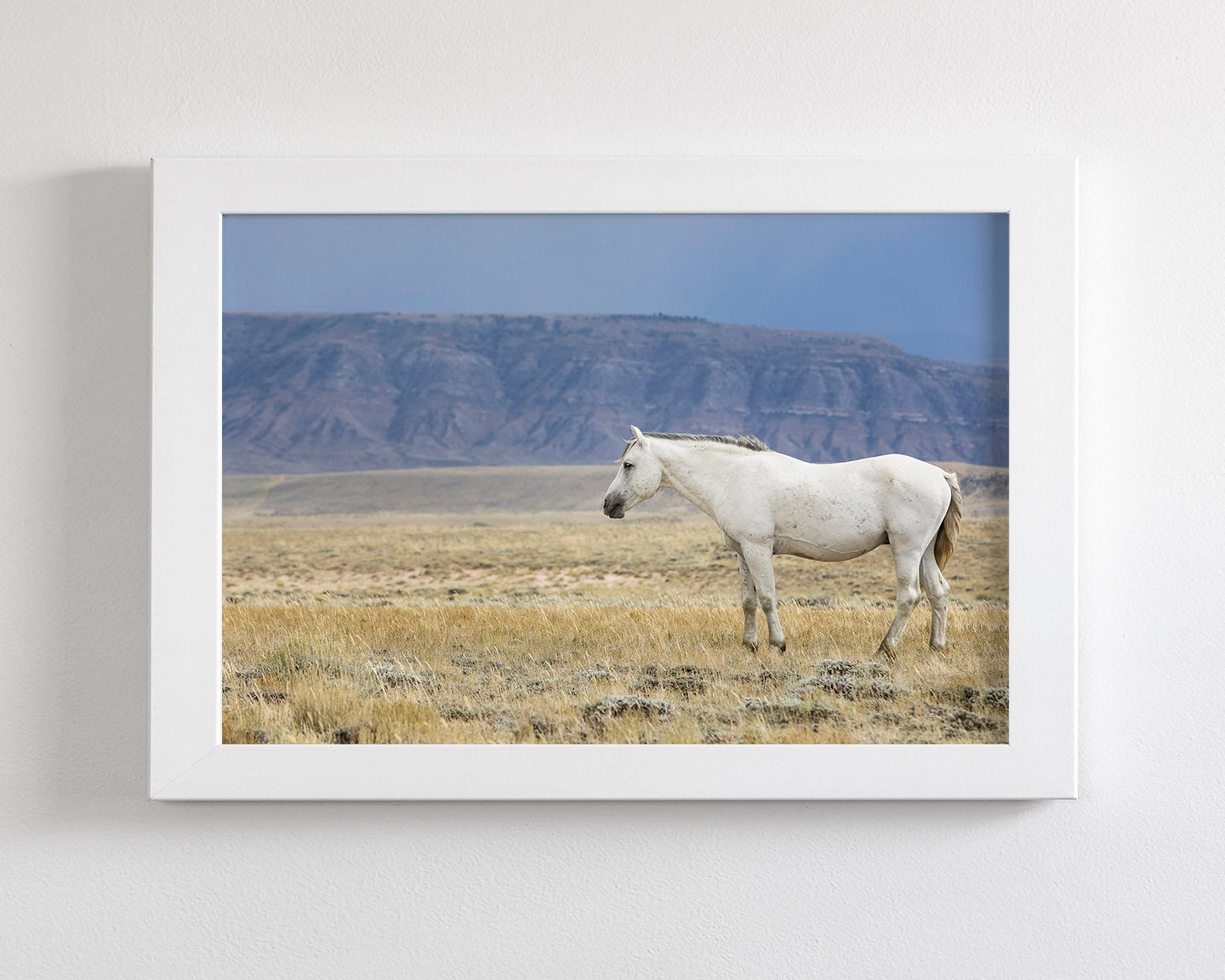 White Stallion Survey