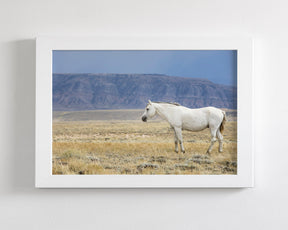 White Stallion Survey