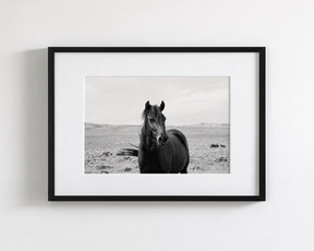 Black Stallion in the Wild