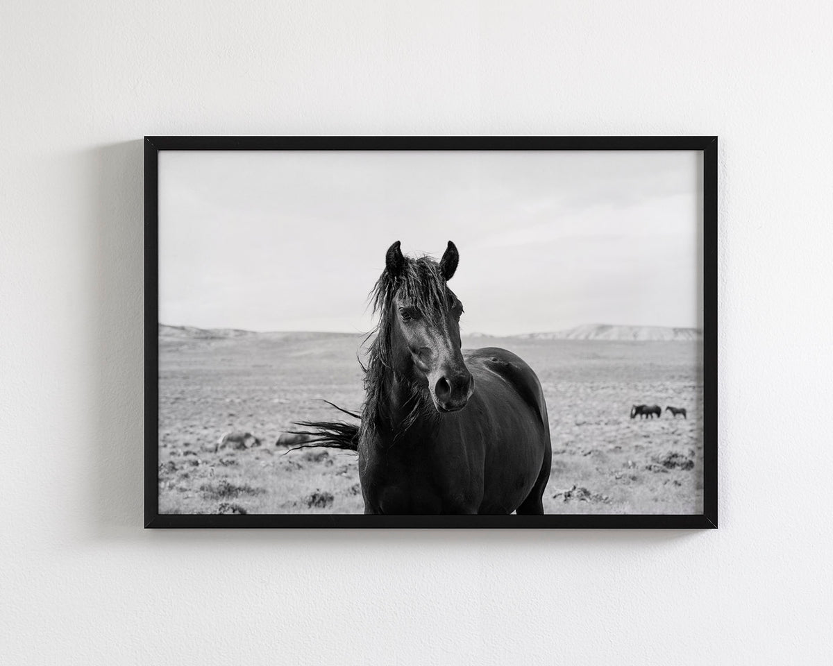 Black Stallion in the Wild