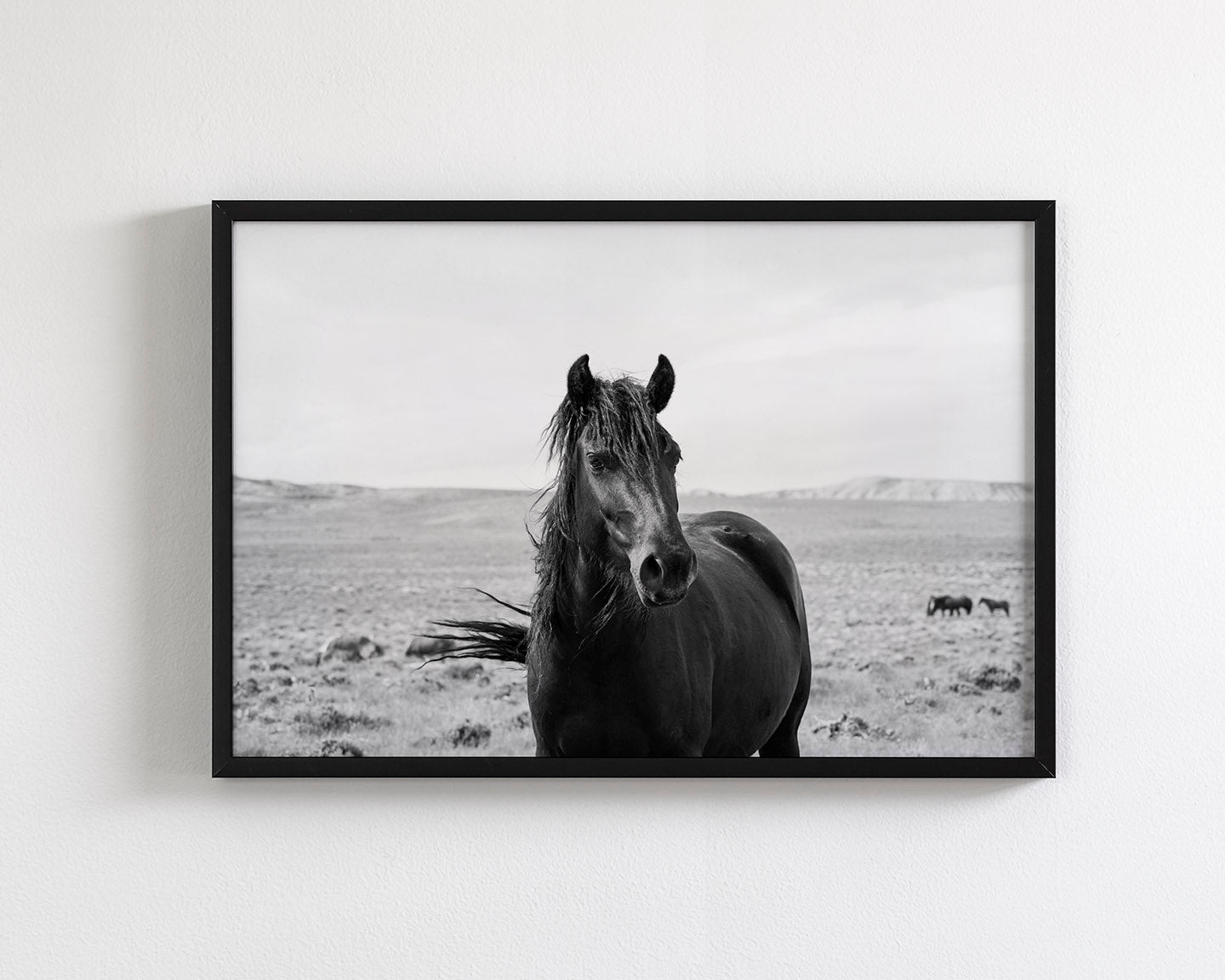 Black Stallion in the Wild