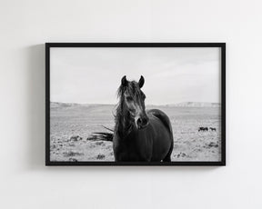Black Stallion in the Wild