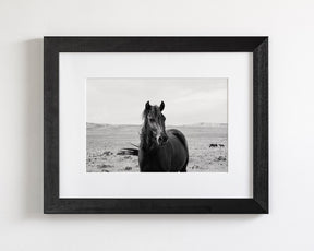 Black Stallion in the Wild