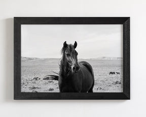 Black Stallion in the Wild