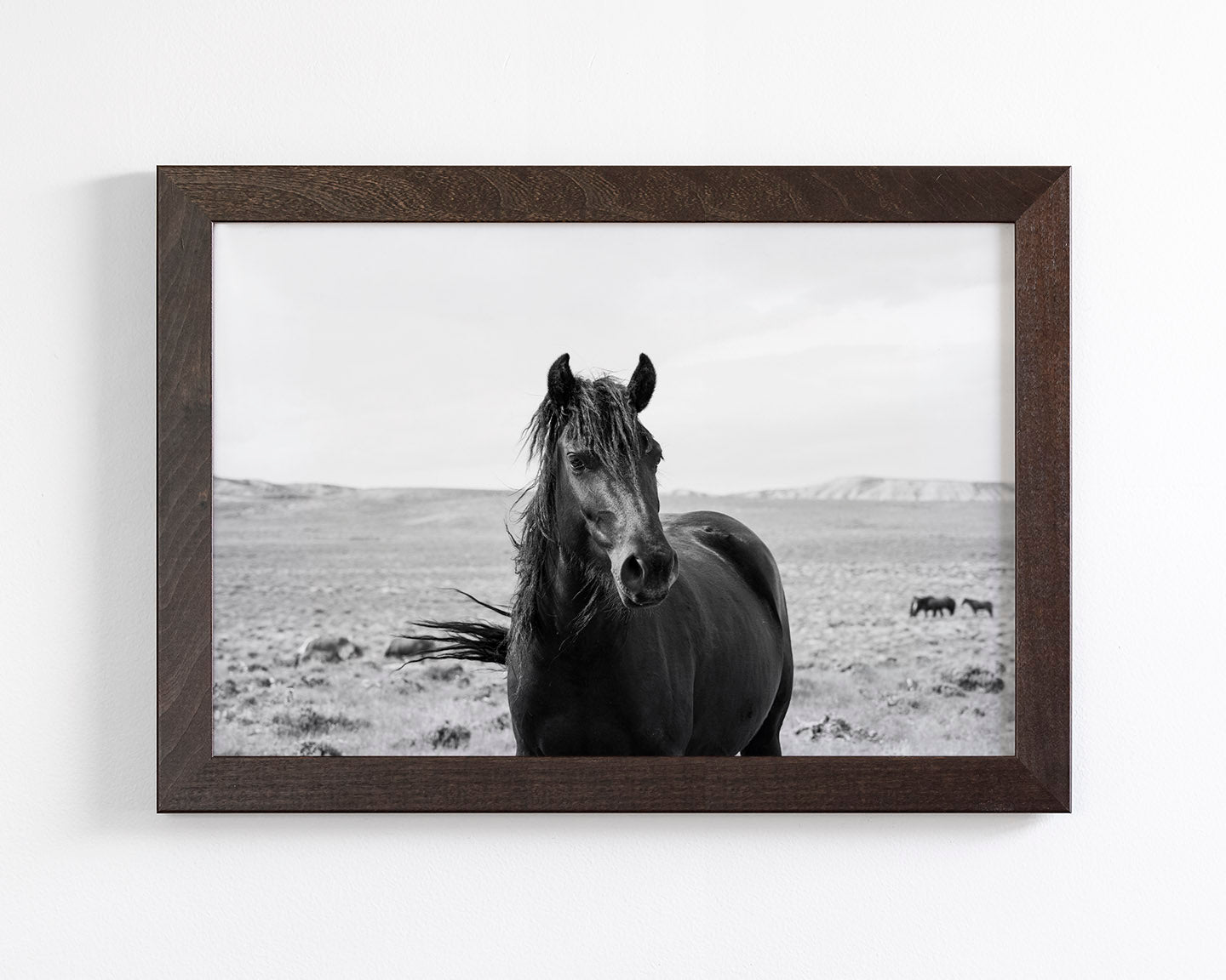 Black Stallion in the Wild