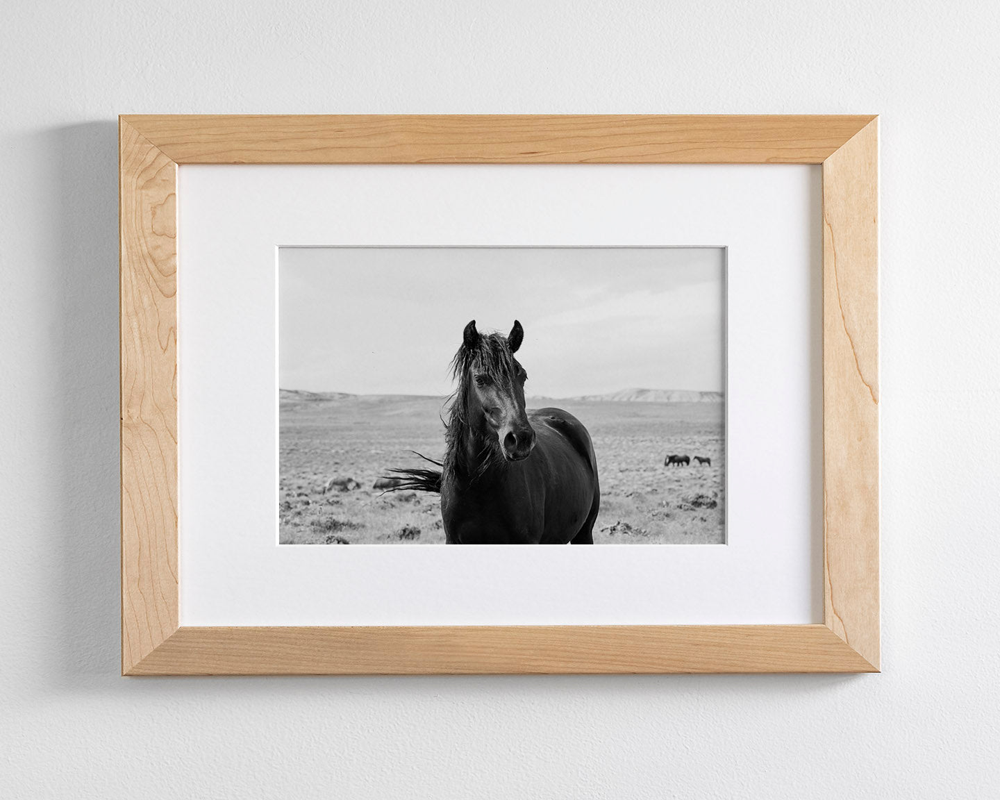 Black Stallion in the Wild