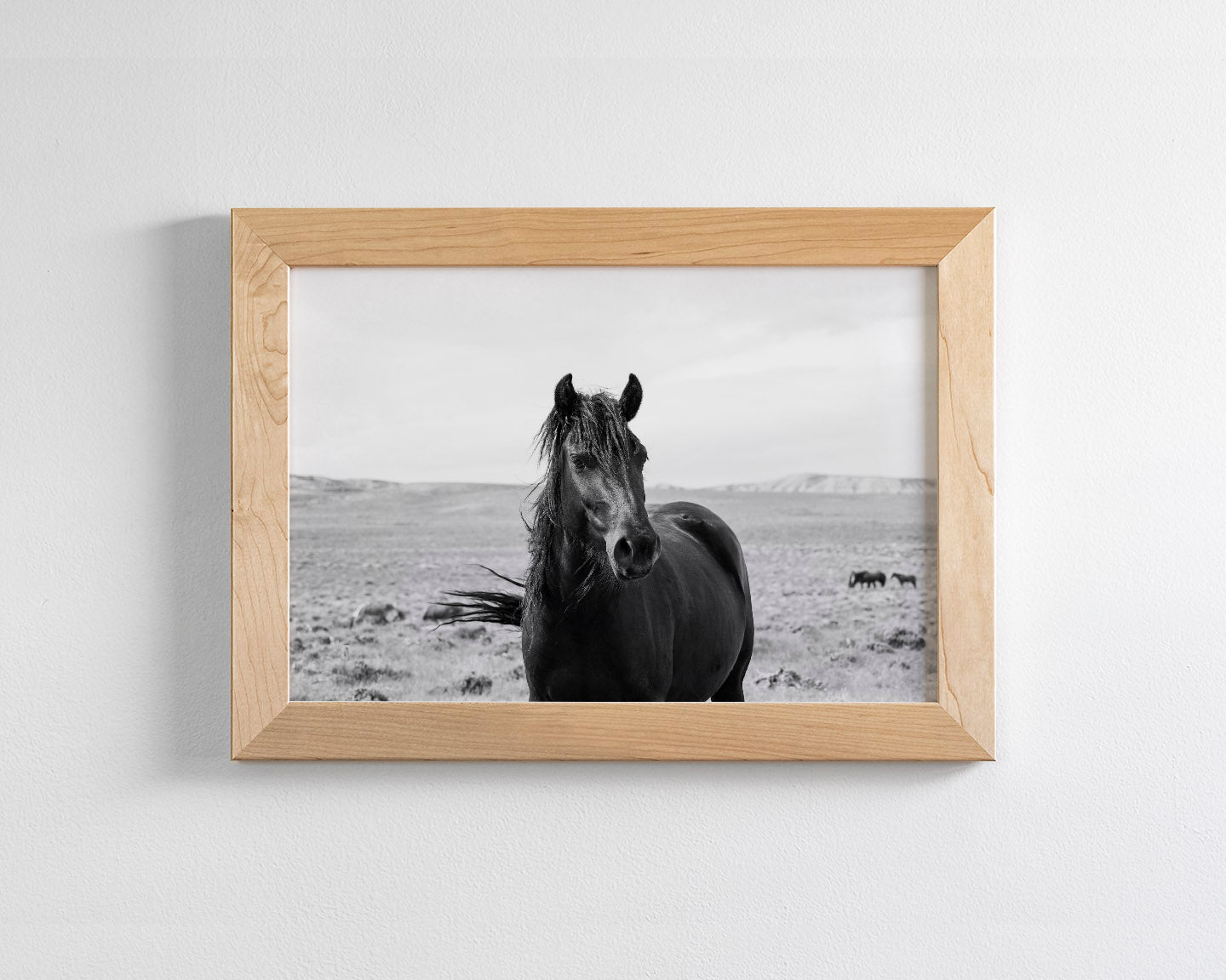 Black Stallion in the Wild