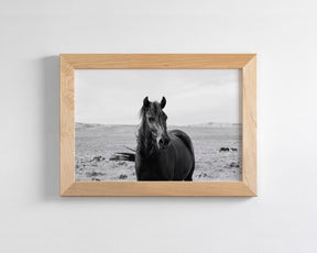 Black Stallion in the Wild