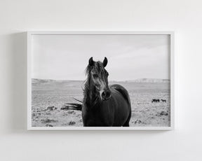 Black Stallion in the Wild