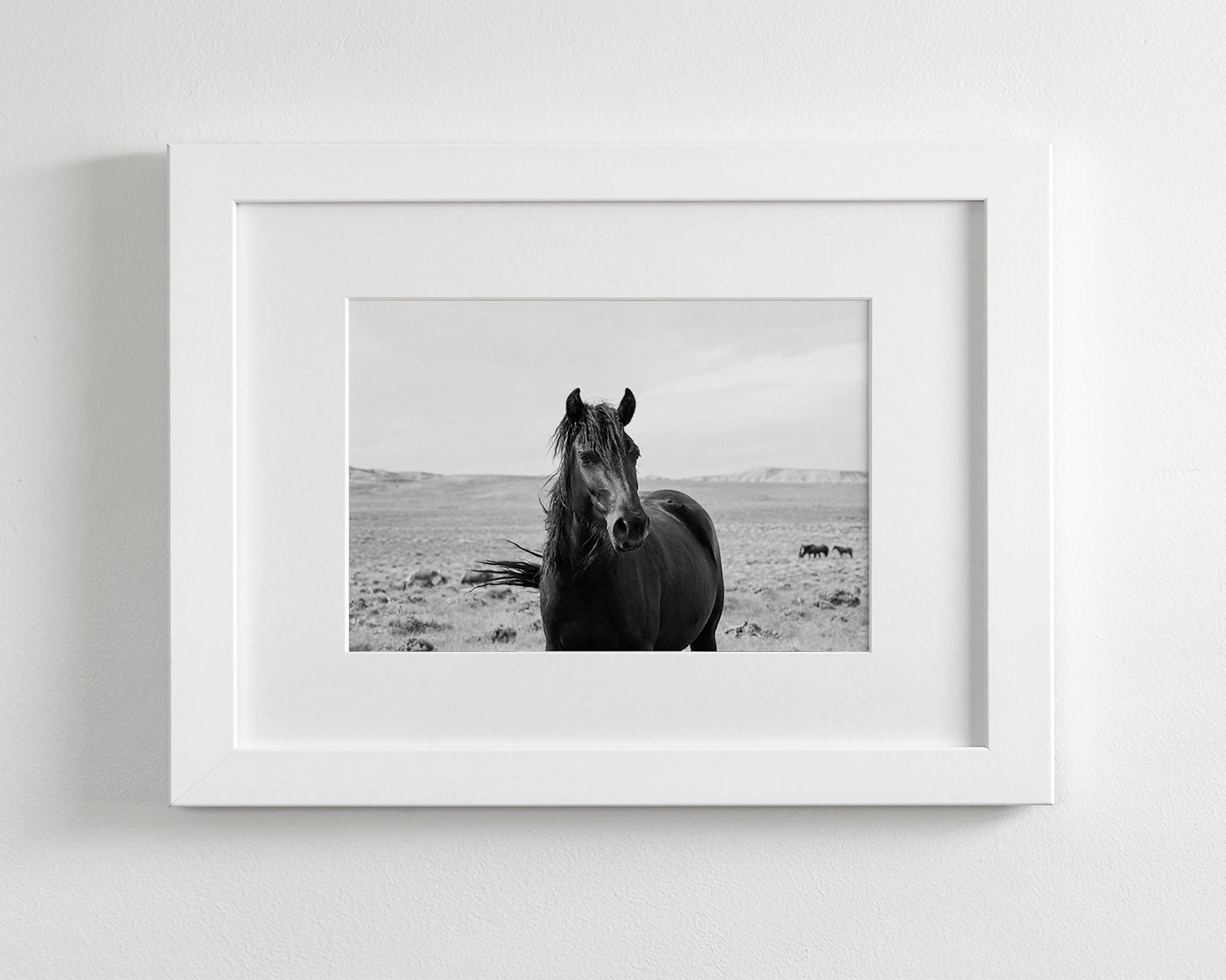 Black Stallion in the Wild