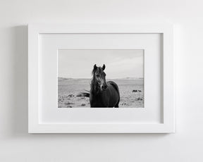 Black Stallion in the Wild