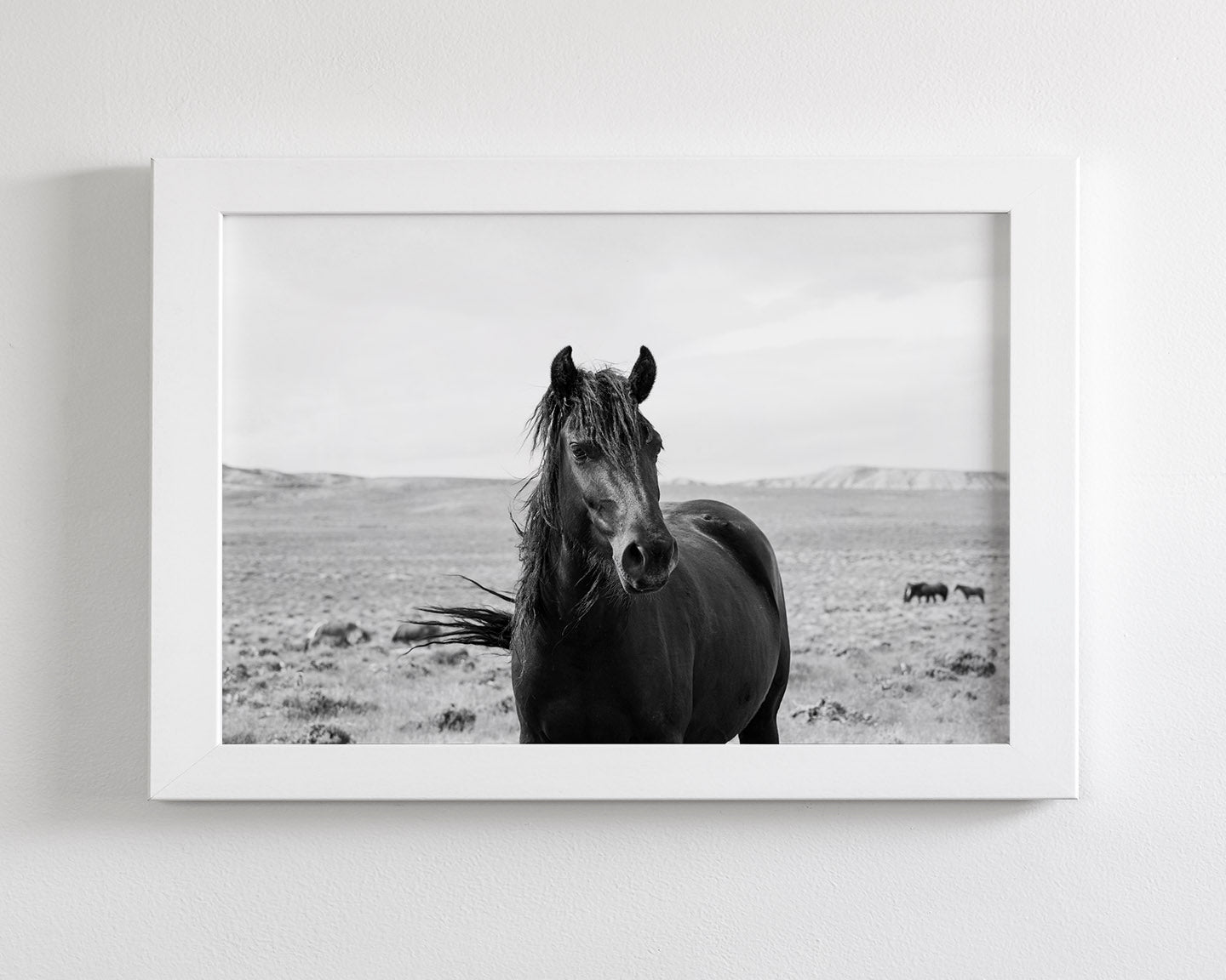 Black Stallion in the Wild