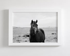 Black Stallion in the Wild