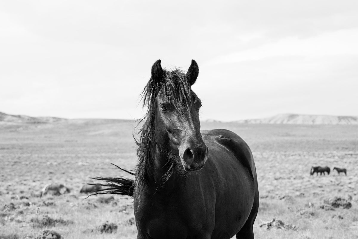 Black Stallion in the Wild