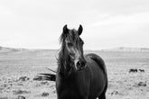Black Stallion in the Wild