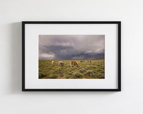 Grazing Before The Storm, Color Wild Horses