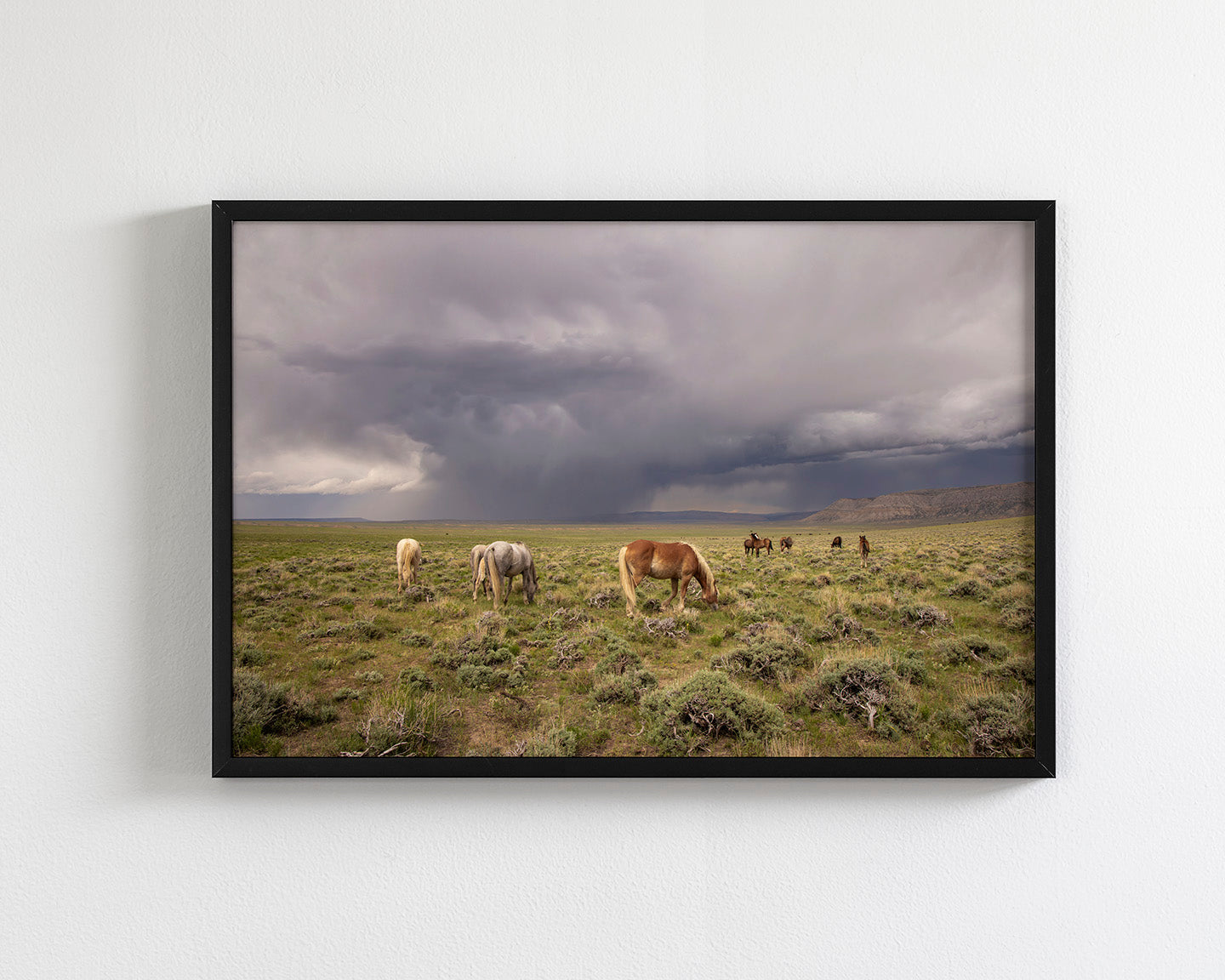 Grazing Before The Storm, Color Wild Horses