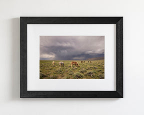 Grazing Before The Storm, Color Wild Horses