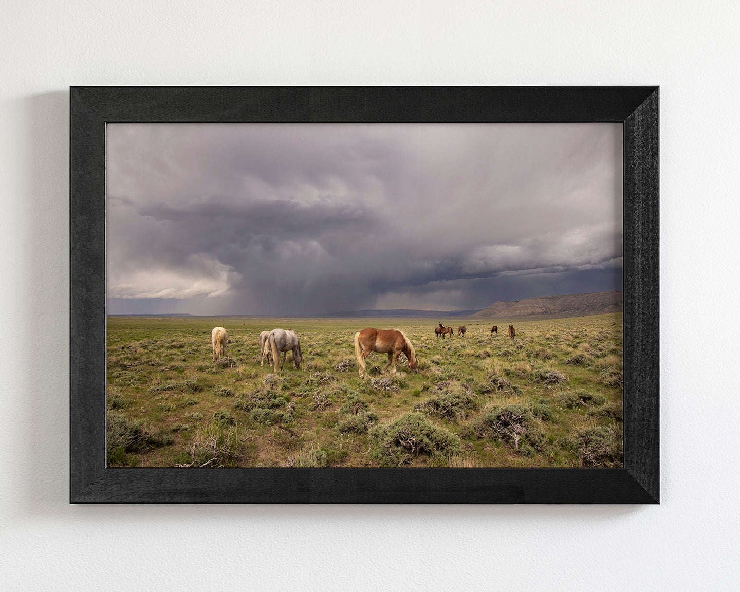 Grazing Before The Storm, Color Wild Horses