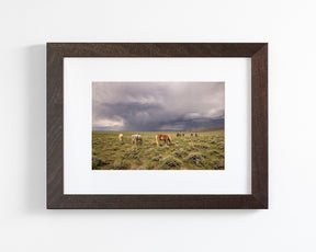 Grazing Before The Storm, Color Wild Horses