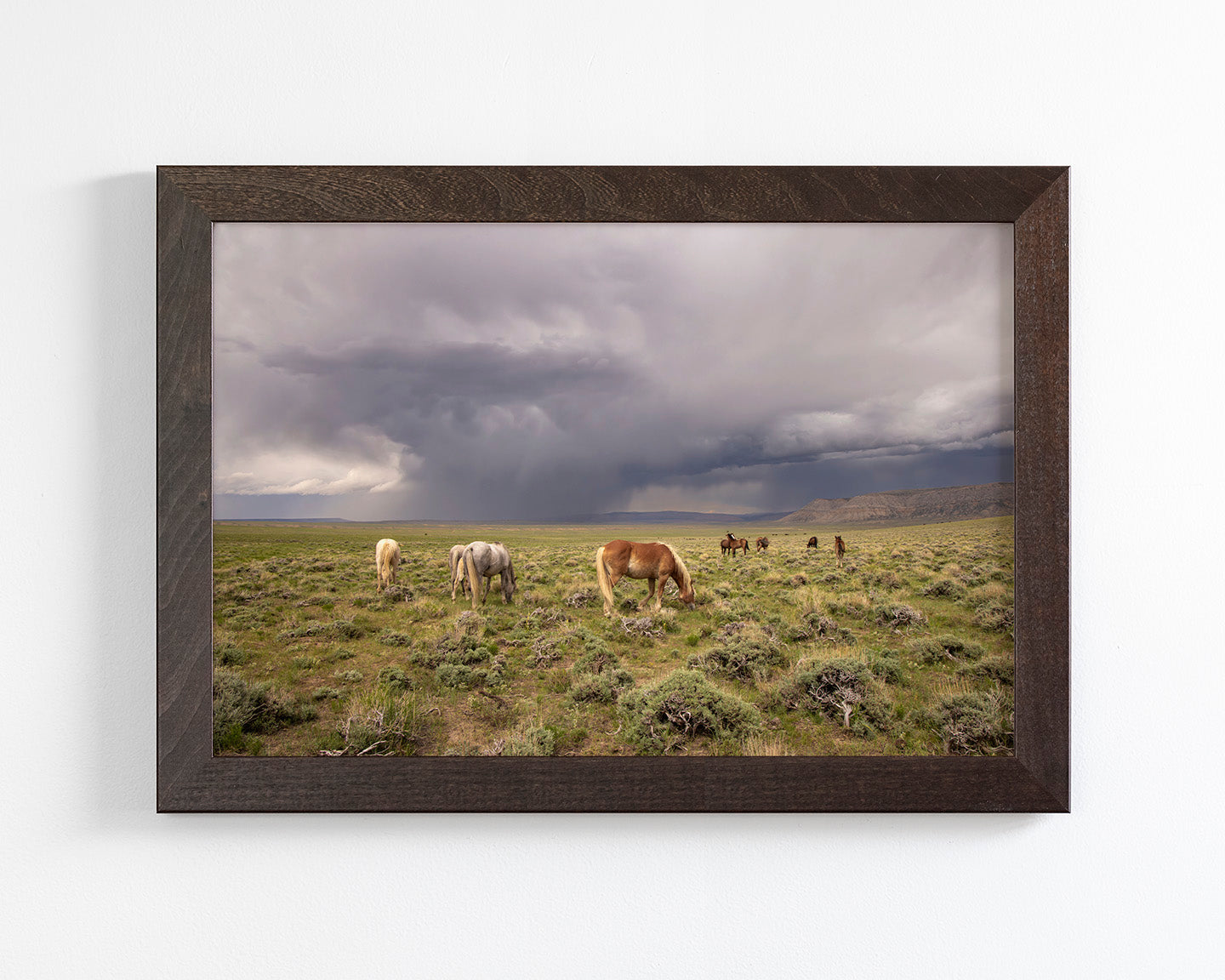 Grazing Before The Storm, Color Wild Horses