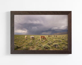 Grazing Before The Storm, Color Wild Horses