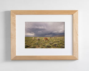 Grazing Before The Storm, Color Wild Horses