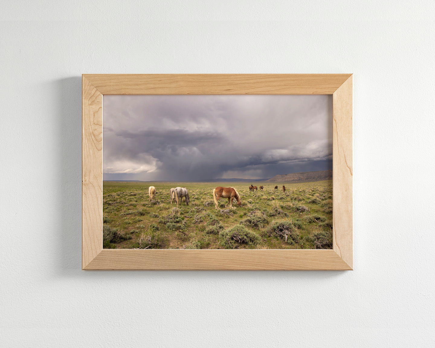 Grazing Before The Storm, Color Wild Horses