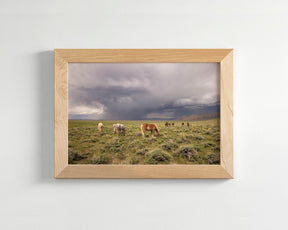 Grazing Before The Storm, Color Wild Horses