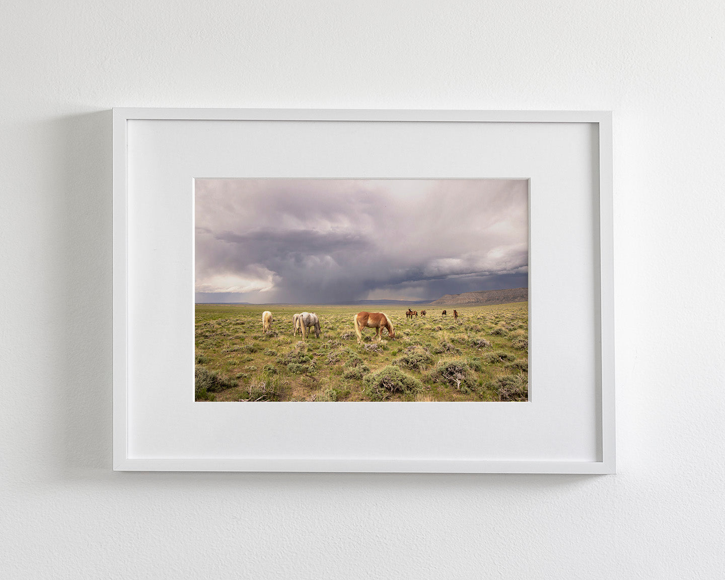Grazing Before The Storm, Color Wild Horses