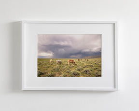 Grazing Before The Storm, Color Wild Horses